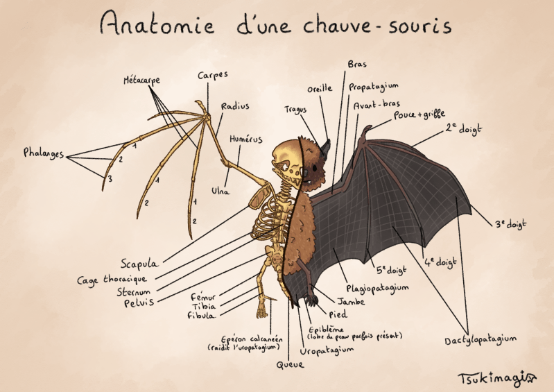 anatomie-d-une-chauve-souris-le-nichoir-gribouille